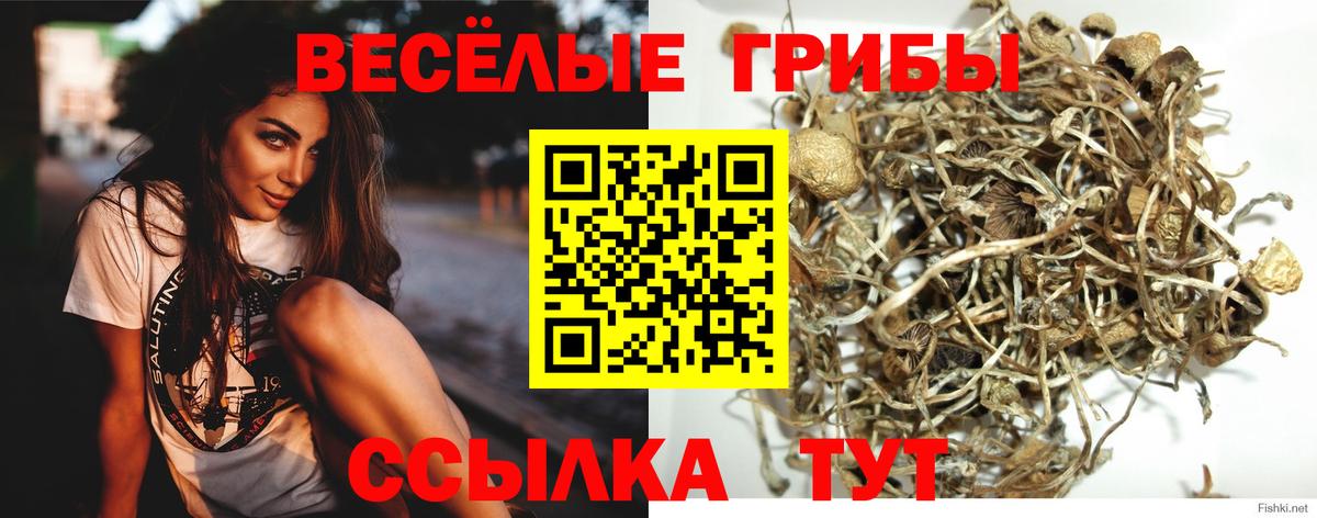 цены   Галлюциногенные грибы GOLDEN TEACHER  Вход с VPN  Сафоново  Галлюциногенные грибы мухоморы 